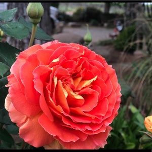 Meet your Posher, Chloe